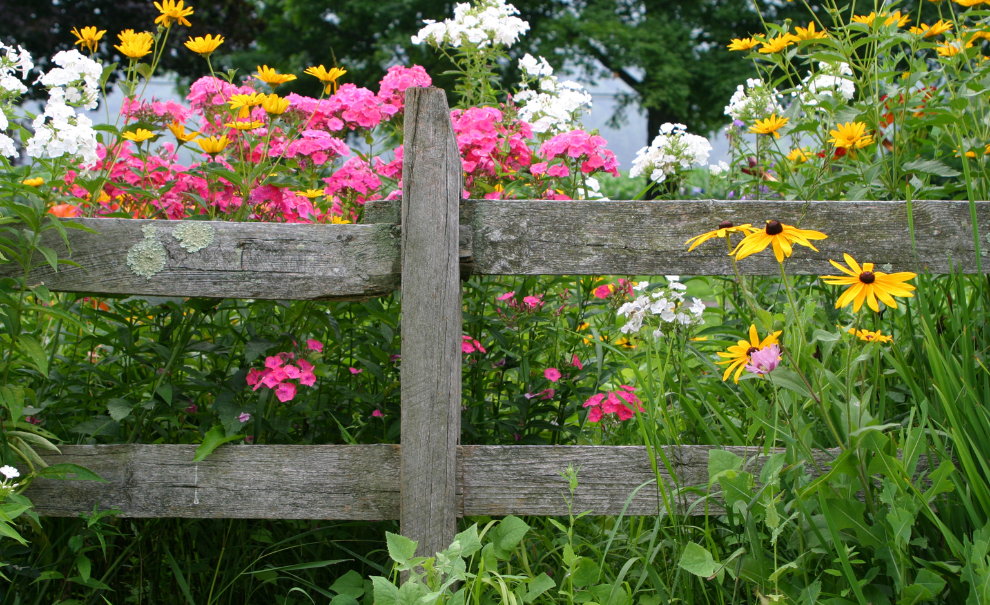 image of flowers and plants behind a fence